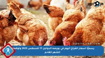 رسميًا أسعار الفراخ اليوم في بورصة الدواجن 17 أغسطس 2025 وتوقعات الشهر القادم